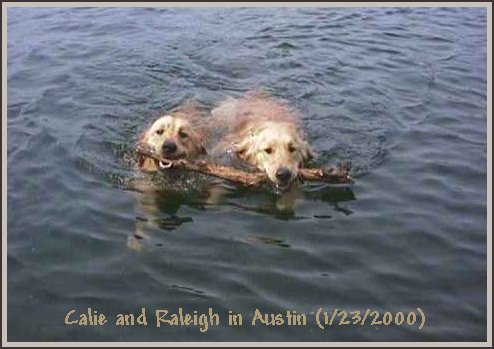 Calie and Raleigh swimming in Austin